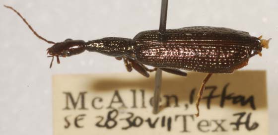 Agra oblongopunctata oblongopunctata Chevrolat 1835