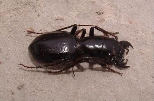 South Texas Giant Tiger Beetle - Amblycheila hoversoni Gage, 1990