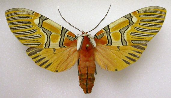 Decorated Beauty - Anaxita decorata Walker, 1855