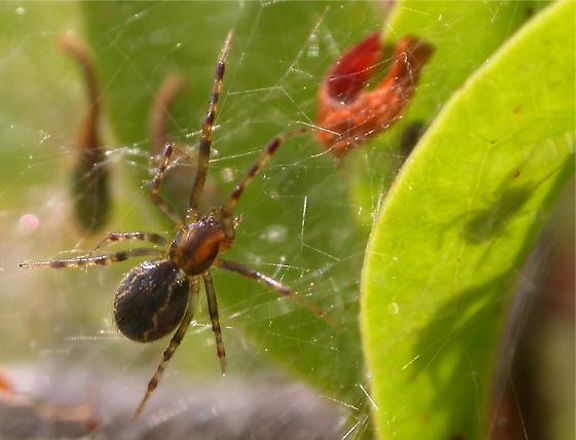 Southeastern Social Cobweb Spider - Anelosimus studiosus (Hentz, 1850)