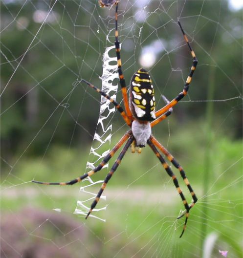 Yellow Garden Spider - Argiope aurantia Lucas, 1833