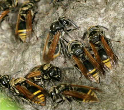 Mexican Honey Wasp - Brachygastra mellifica (Say, 1837)