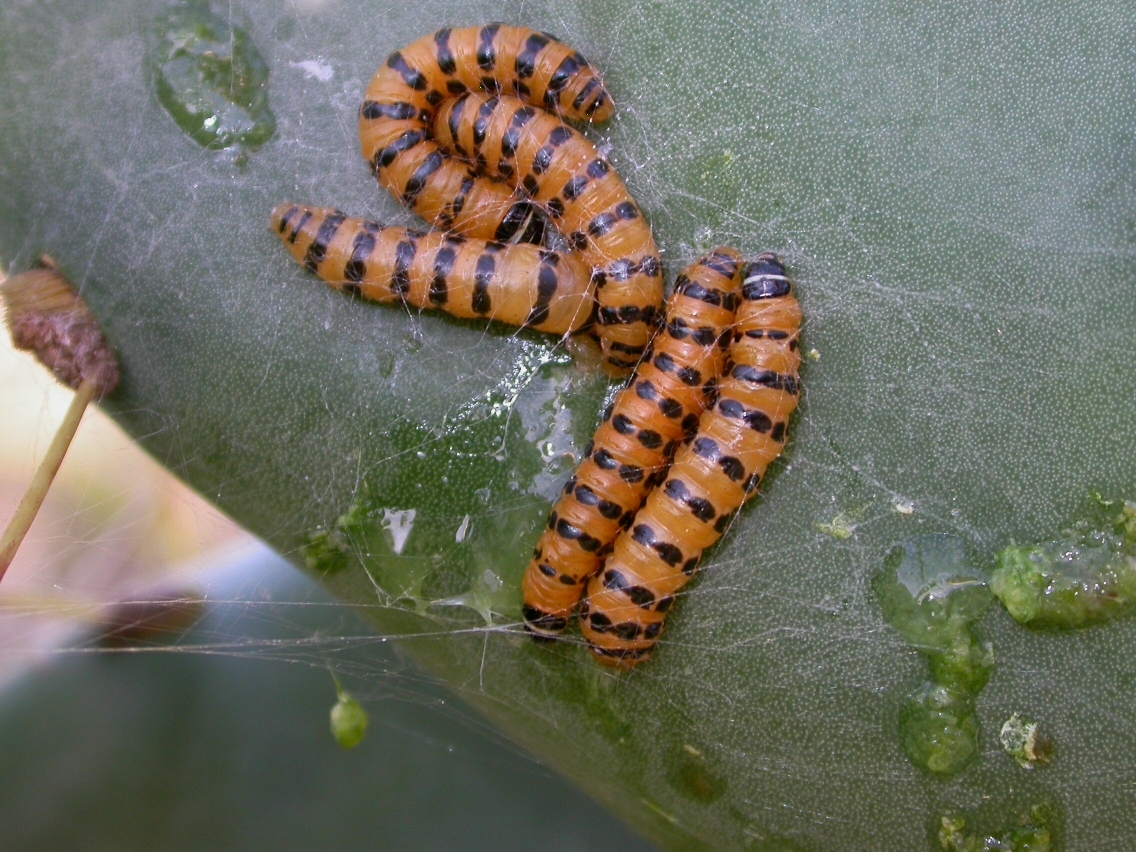 Cactus Moth - Cactoblastis cactorum