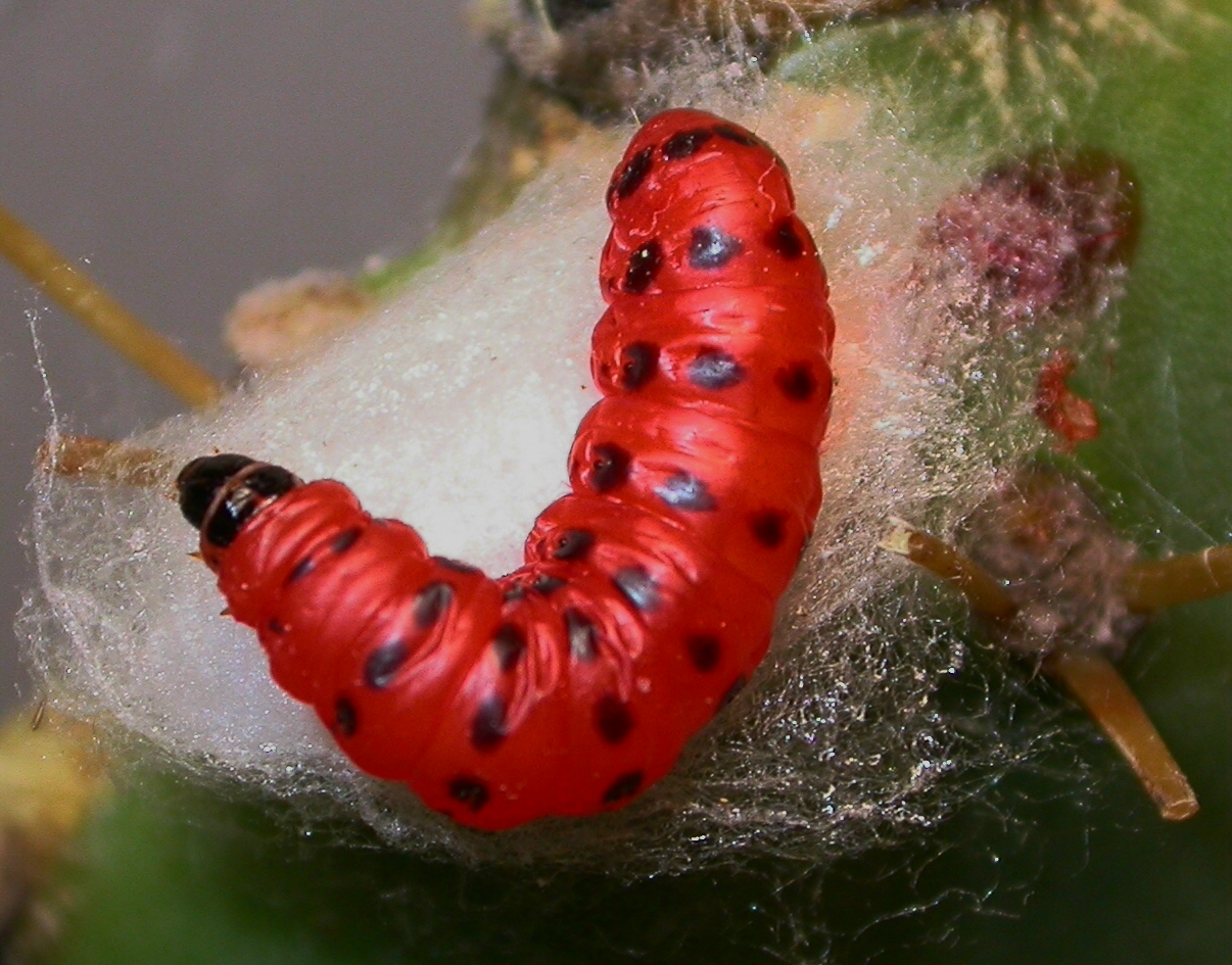 Cactus Moth - Cactoblastis cactorum