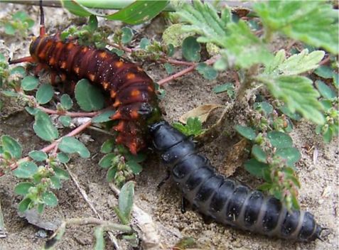 Calasoma beetle larva eating Pipevive Swallowtail larva