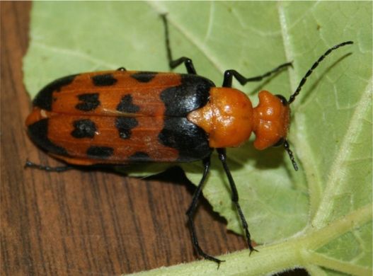 Cissites auriculata (Champion, 1892)