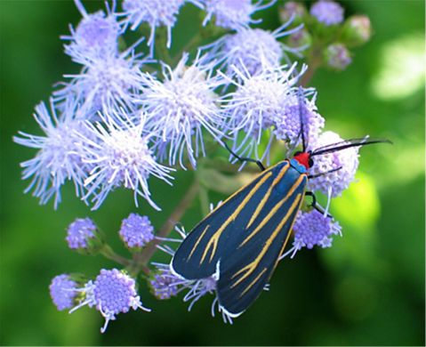 Ctenucha venosa Walker, 1854