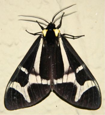 Northern Giant Flag Moth - Dysschema howardi (Hy. Edwards, [1887])