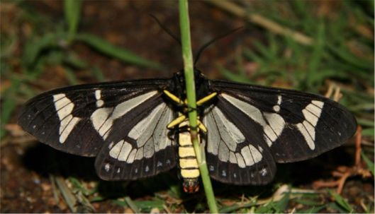 Northern Giant Flag Moth - Dysschema howardi (Hy. Edwards, [1887])