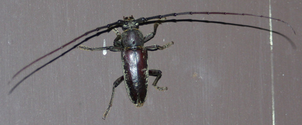 Enaphalodes atomarius (Drury)