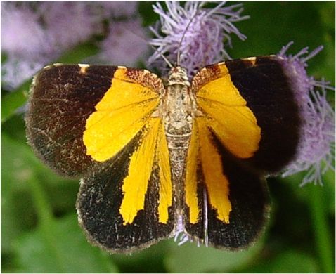 Orange Satyr-Moth - Heterusia atalantata (Guene, [1858])