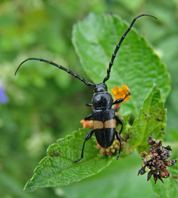 Lissonotus flavocinctus puncticollis Bates, 1885