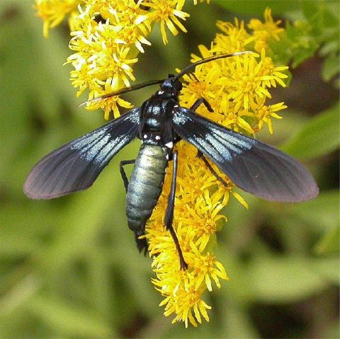 Southern Cyan Tiger Moth - Macrocneme chrysitis