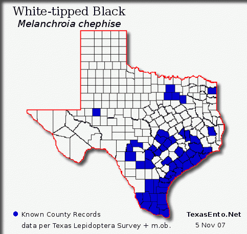 White-tipped Black - Melanchroia chephise (Stoll, 1782)