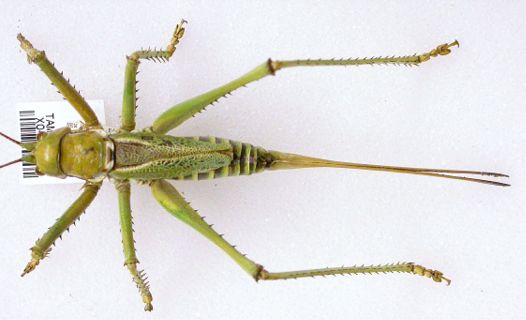 "Red-eyed Devil" - Neobarrettia spinosa (Caudell 1907)