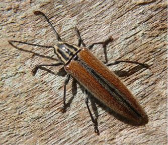 Cabbage Palm Longhorn - Osmopleura chamaeropis (Horn, 1893)