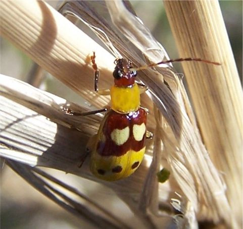 Paranapiacaba connexa (J. L. LeConte, 1865)