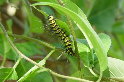 Saucy Beauty Larva