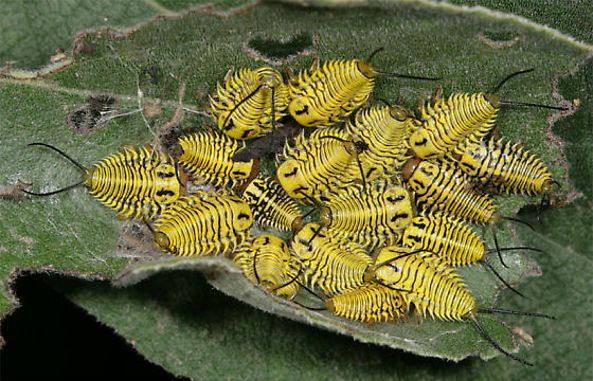 Wild Olive Tortoise Beetle - Physonota alutacea