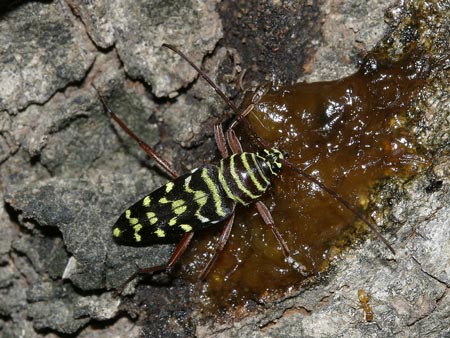 Placosternus difficilis (Chevrolat, 1862)