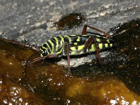 Placosternus difficilis (Chevrolat, 1862)