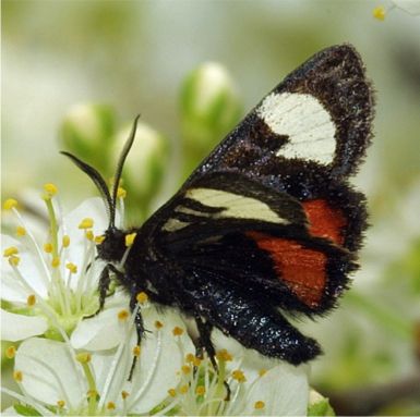 Grapevine Epimenis - Psychomorpha epimenis (Drury)