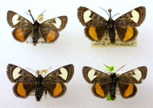 Grapevine Epimenis - Psychomorpha epimenis (Drury)