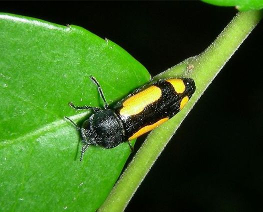 Redbud Borer - Ptosima gibbicollis (Say)