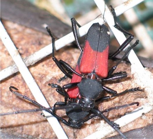 Linsley's Purplescent Longhorn - Purpuricenus linsleyi Chemsak, 1961