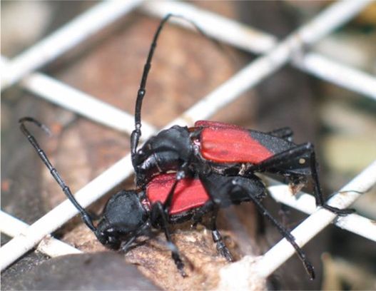 Linsley's Purplescent Longhorn - Purpuricenus linsleyi Chemsak, 1961