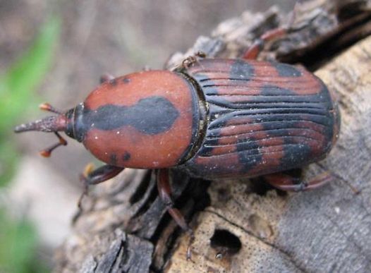 Palmetto Weevil - Rhynchophorus cruentatus (Fabricius 1775)