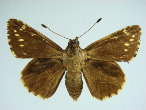 Manfreda Giant-Skipper - Stallingsia maculosus