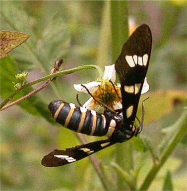 White-tipped Black - Melanchroia chephise (Stoll, 1782)