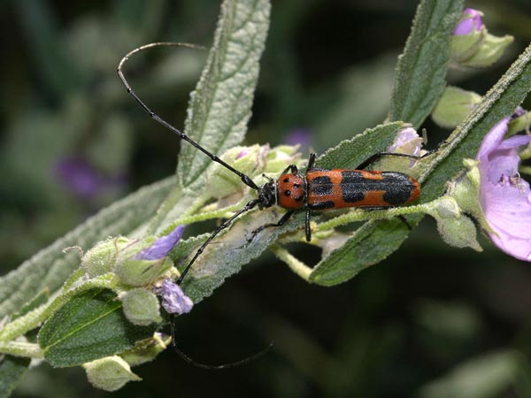 Tylosis maculatus LeConte