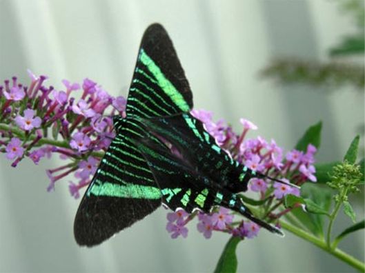 Urania fulgens (Walker, 1854)