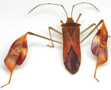 Affinis Leaf-footed Bug - Anisoscelis affinis