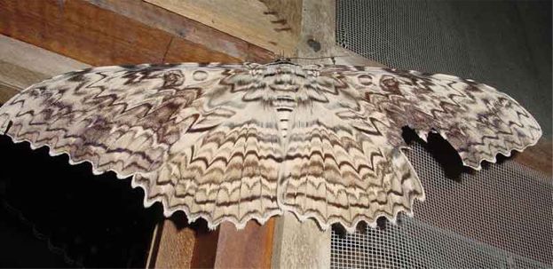 White Witch - Thysania agrippina (Cramer, 1776)