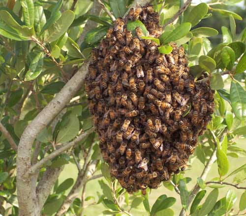 Honey Bee Swarm