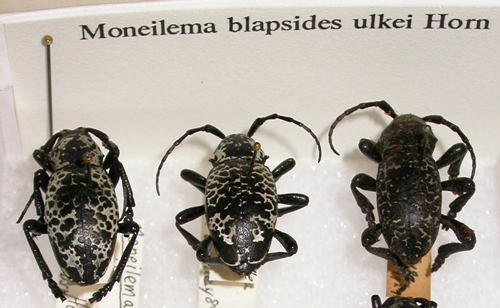 Moneilema blapsides ulkei Horn