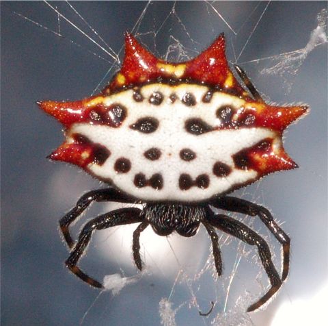 Spiny-backed Orbweaver - Gasteracantha cancriformis