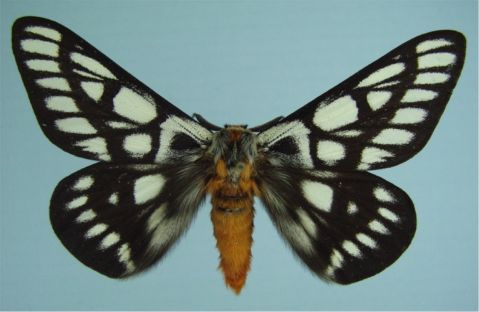 Chinati Sheepmoth - Hemileuca chinatiensis