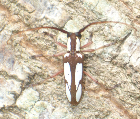 Spotted Apple Tree Borer - Saperda cretata Newman