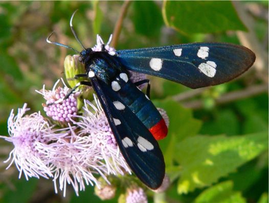 Polka-dot Wasp Moth - Syntomeida epilais (Walker, 1854)