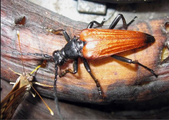 Stenelytrana gigas (LeConte, 1873)