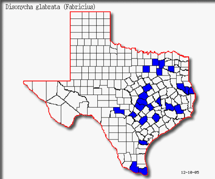 Texas County Records for Disonycha glabrata