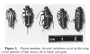 Pyrota insulata (LeConte 1858)