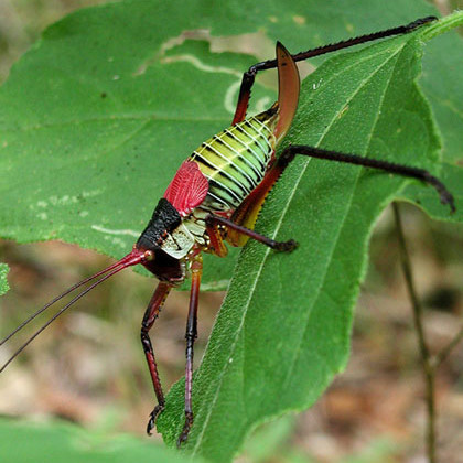 Red Katydid nymph - Paracyrtophyllus robustus (Caudell 1906)