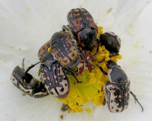 Common Flower Scarab - Euphoria kernii Haldeman