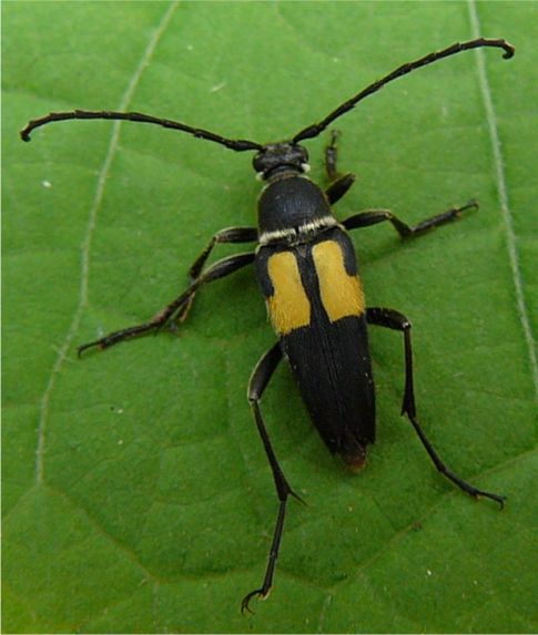 Typocerus lunulatus texanus Linsley & Chemsak 1976