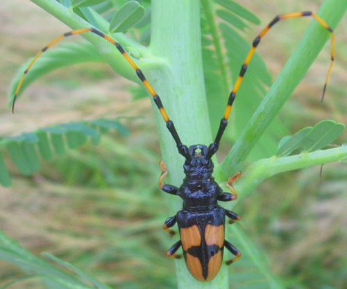 Trachyderes m. mandibularis